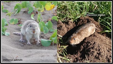 Same scenario, different scripts: Landscape genetics in two codistributed subterranean rodents ...