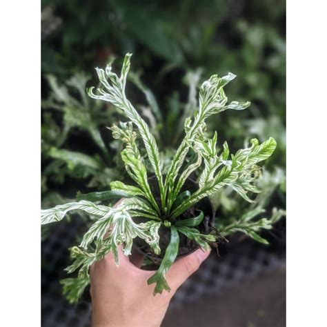 Asplenium Cristatum Variegatum - Beautiful and Exotic Looking Fuss Free ...