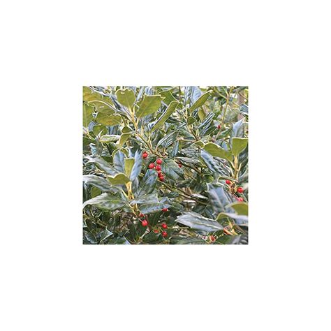 Buy Pixies Gardens (1 Gallon) Nellie R. Stevens Holly- Most Attractive ...