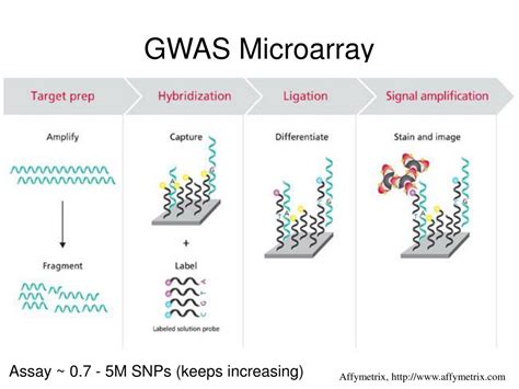 Gwas Microarray 的图像结果