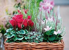 composizioni fiori autunnali i ciclamini sono protagonisti di questa composizione composizioni fiori autunnali i ciclamini sono protagonisti di questa composizione