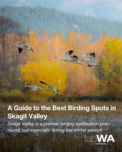 Seattle Flea Markets