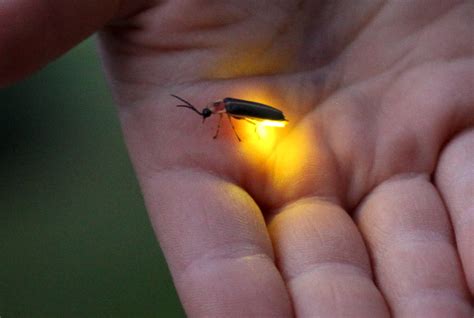 How the Chemistry Behind a Firefly