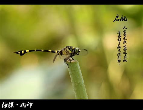 【蜻蜓摄影图片】大夫山生活摄影_沙漠-脚印_太平洋电脑网摄影部落