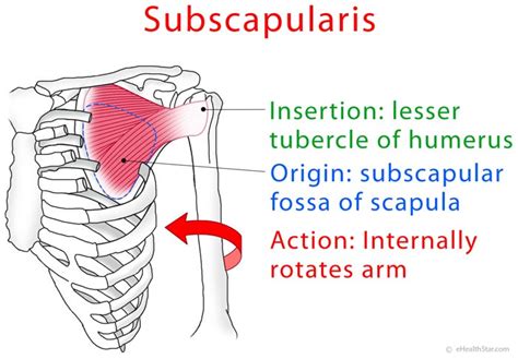 Image result for Subscapularis Muscle Function