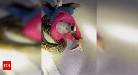 Image result for Amazing Python Fights