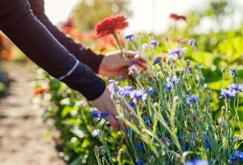 8 Longest Blooming Perennial Flowers You Need In Your Garden - Backyard ...