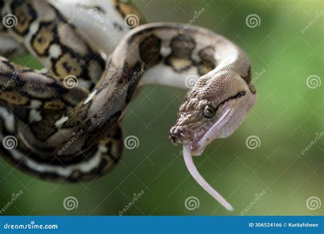 Pythonidae Snake Eating Mouse on Branch Stock Photo - Image of green ...