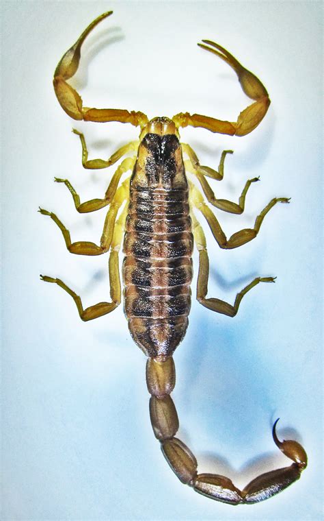 Striped Bark Scorpions in Texas: Taxonomy, Anatomy, Behavior, & Case ...