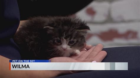 Pet on the Set | Vermilion County Animal Shelter – WCIA.com