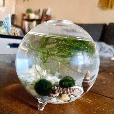 Image result for DIY Java Moss Decorations