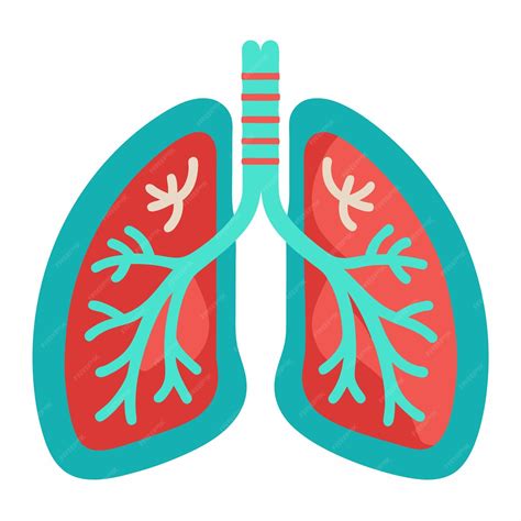 Premium Vector | Lungs clipart cartoon style vector illustration