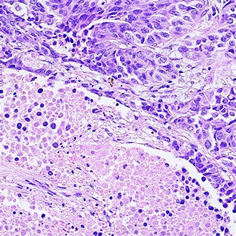 Biological Microscope 的图像结果
