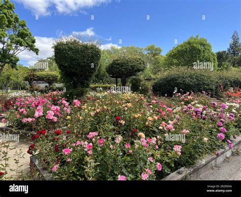 United States. 07th May, 2022. Rose garden in bloom at Osage Station ...
