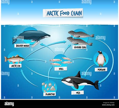 Arctic Food Web