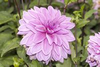 dahlia in Tagalog - English-Tagalog Dictionary | Glosbe