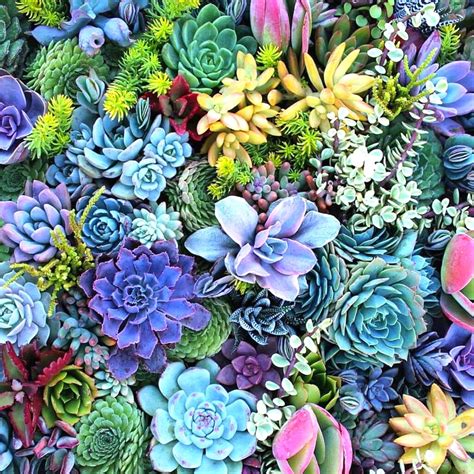 Amazon.com : 60 Mixed Succulent Plants Live No Root, Live Succulent ...