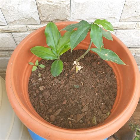 Royal Paradise Garden Rare Insulin Plant Costus igneus Chamaecostus ...