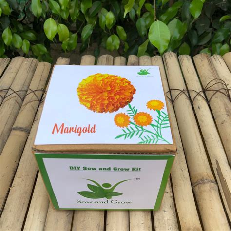 Sow and Grow DIY Gardening Grow Kit of Marigold (Grow it Yourself Flow ...
