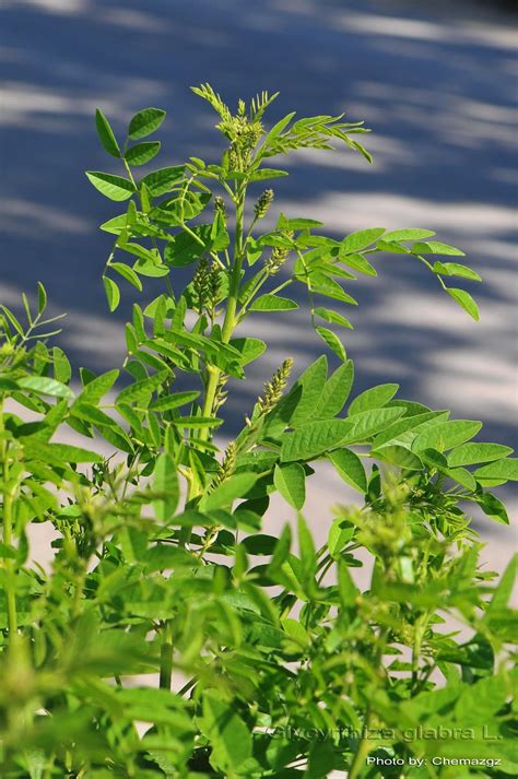 Medicinal Plants: Glycyrrhiza glabra Liquorice Yastimadhu Atimadhuram ...