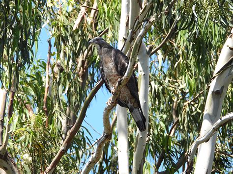 Oriental honey buzzard ★ Sabyasachi - A Progressive Thought