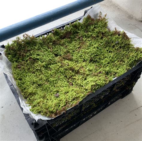Live Sphagnum Moss for Terrarium, Furniture & Home Living, Gardening ...