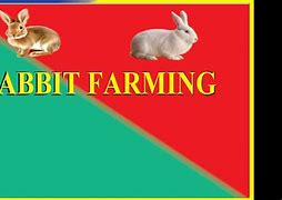 Image result for Colony Rabbit Farming