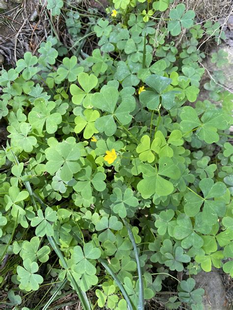 How To Get Rid Of Oxalis In 2024 (Kill & Control Oxalis In Lawn) - Lawn Phix