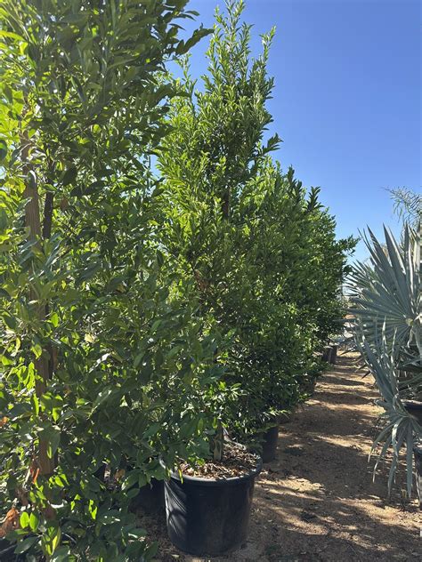 carolina cherry laurel, English laurel for hedge and privacy 15ga $50 ...