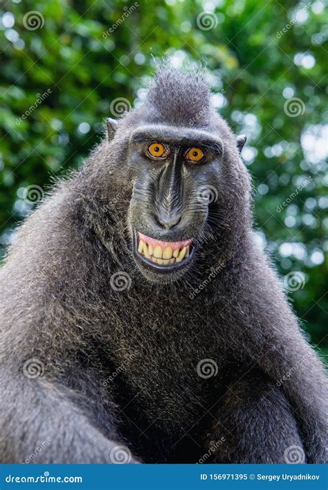 Smiling Celebes Crested Macaque. Crested Black Macaque, Sulawesi Stock ...