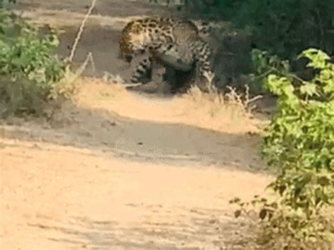 Bhilwara News: भीलवाड़ा में पैंथर की मूवमेंट से दहशत में ग्रामीण, फंदा ...