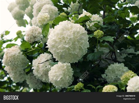 Big White Flowers For Xmas Tree at Shirley Vining blog