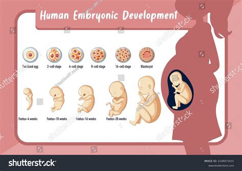 Image result for Embryonic Development Crash Course