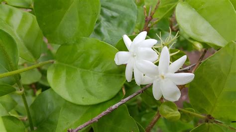 Smells Like Jasmine Flower at Douglas Wilder blog
