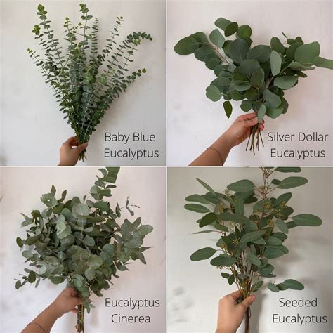 Floral Ferika on Instagram: “Here are the 4 types of Eucalyptus leaves we love using in our ...
