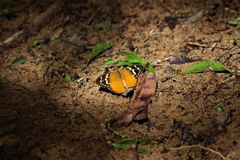 Ankarafantsika National Park (Mahajanga) - 2020 What to Know Before You ...