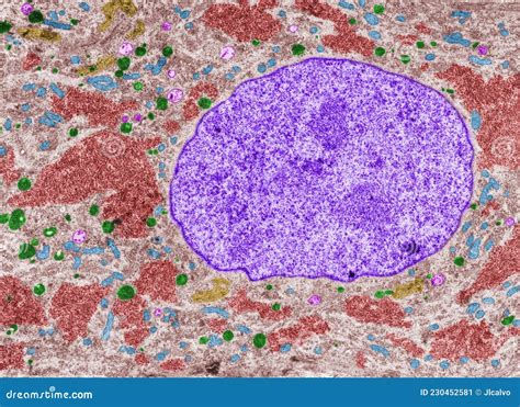 Superior Cervical Ganglion Neuron Stock Image - Image of body, histology: 230452581