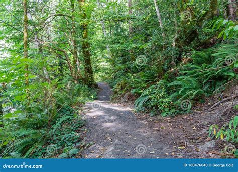 Priest Point Park Trail stock photo. Image of priest - 160476640