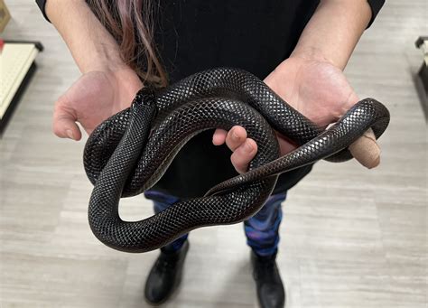 Lampropeltis getula nigrita 'Mexican Black King Snake' Male