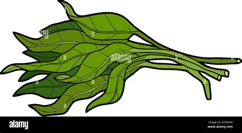 Vector color illustration, colorful vegetables, Water spinach Stock ...