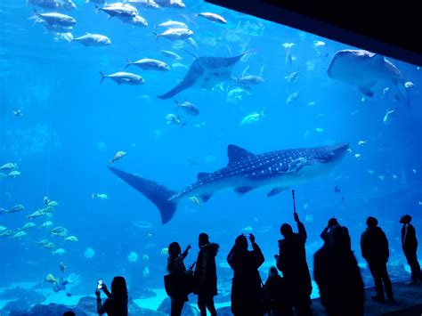 Its different, but everybody loves whale sharks (Georgia Aquarium) : r/aww