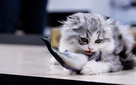 Can Cats Eat Tuna
