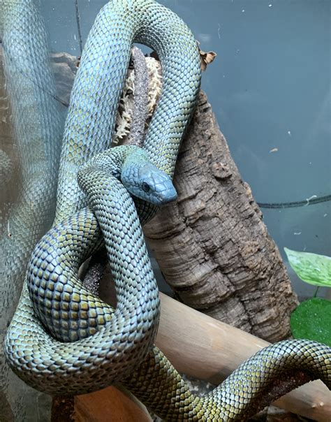 Kunishir Island Rat Snake... The big blue Mugatu : r/snakes