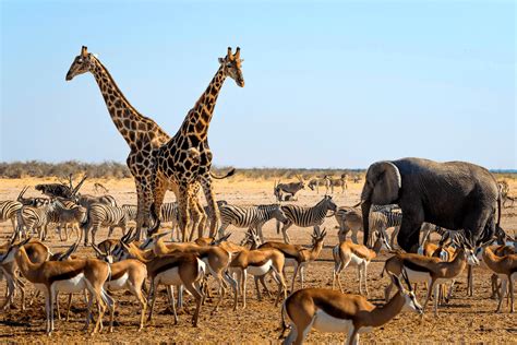 Supporting Sustainability Steering Committees | Embedding Project