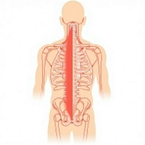 Anatomical Trigger Points Illustration | Stable Diffusion Online
