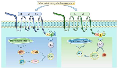 The Role of Muscarinic Acetylcholine Receptor M3 in Cardiovascular Diseases
