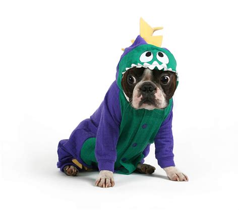 Best Dog Halloween Costumes for 2023 | All for Dogs