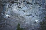 Two mountain goats climbing up the side of a mountain photo - Free ...