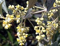 fiori di ulivo hortus italicus olea europaea ssp l 1753 fiori di ulivo hortus italicus olea europaea ssp l 1753