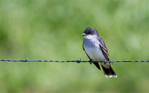 Download wallpaper 1920x1200 tyrannus, bird, wildlife, wire, blur ...
